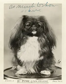 Alderbourne: FALL/PEKINGESE/1919