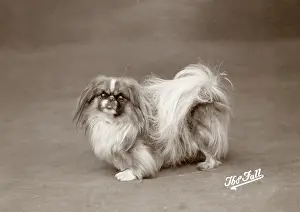 Yang: FALL/PEKINGESE/1925