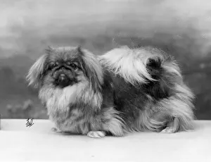 Thomas Fall: FALL/PEKINGESE/1926