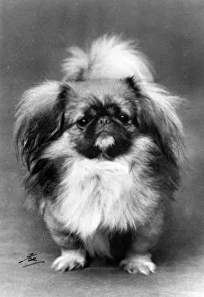 Ashton: FALL/PEKINGESE/1928