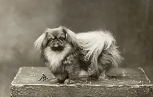 Pekingese: FALL/PEKINGESE/1928