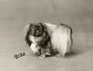 Ashton: FALL/PEKINGESE/1929