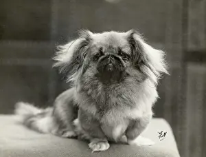 Pekingese: FALL/PEKINGESE/1930
