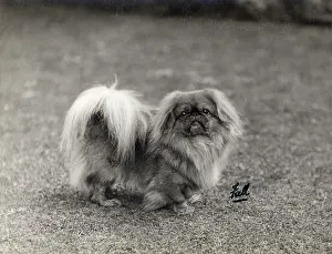 Pekingese: FALL/PEKINGESE/1930