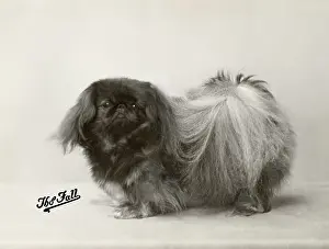 Moreton: FALL/PEKINGESE/1932