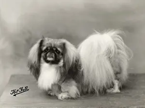 Ashton: FALL/PEKINGESE/1932