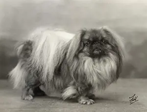 Ashton: FALL/PEKINGESE/1932
