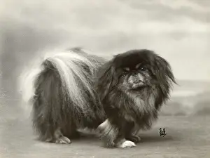 Lung: FALL/PEKINGESE/1932