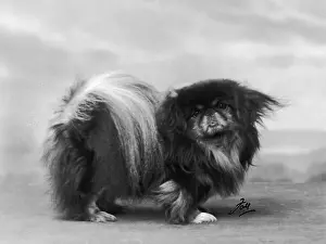Lung: FALL/PEKINGESE/1932