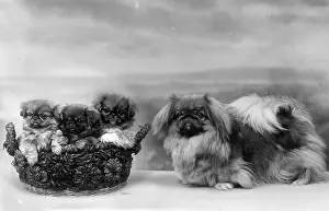 Thomas Fall: FALL/PEKINGESE/1932