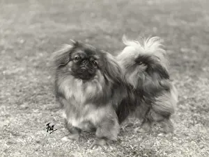 Ashton: FALL/PEKINGESE/1934