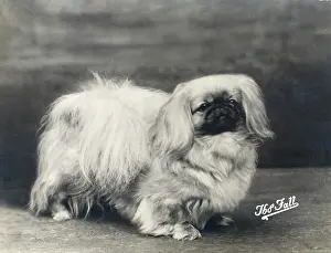 Ifield: FALL/PEKINGESE/1935