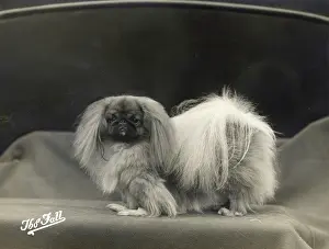 Pekingese: FALL/PEKINGESE/1935