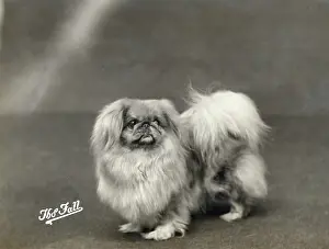 Wilkinson: FALL/PEKINGESE/1936