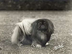 Ifield: FALL/PEKINGESE/1936