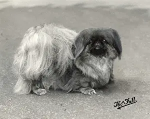 Pledge: FALL/PEKINGESE/1936