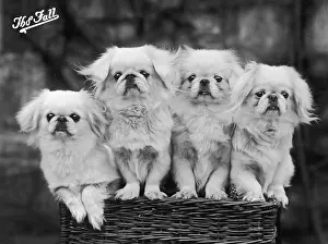 Pekingese: FALL/PEKINGESE/1936