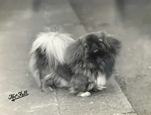 Bevington: FALL/PEKINGESE/1937