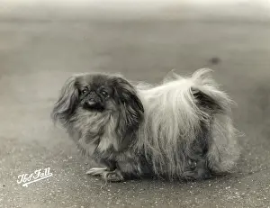 Pekingese: FALL/PEKINGESE/1937
