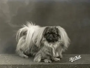 Pekingese: FALL/PEKINGESE/1937