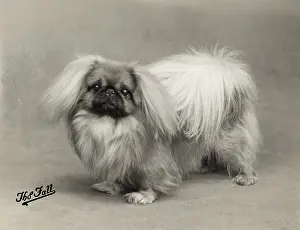 Pekingese: FALL/PEKINGESE/1937