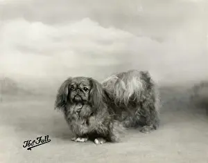 Pekingese: FALL/PEKINGESE/1938