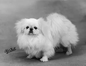 Snowman: FALL/PEKINGESE/1938