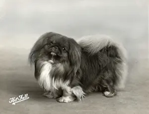 FALL/PEKINGESE/1939