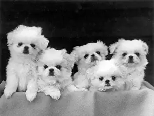 Pekingese: FALL/PEKINGESE/1946