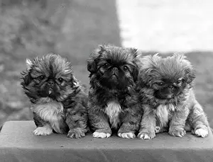 Thomas Fall: FALL/PEKINGESE/1948
