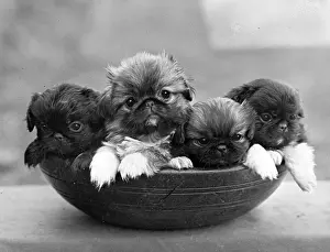 Thomas Fall: FALL/PEKINGESE/1948