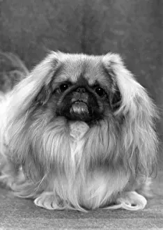 Pledge: FALL/PEKINGESE/1949