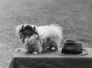 Chandler: FALL/PEKINGESE/1949