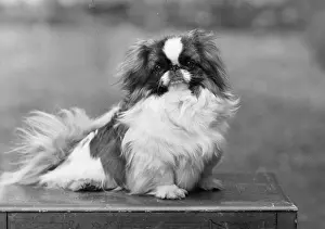 Thomas Fall: FALL/PEKINGESE/1949