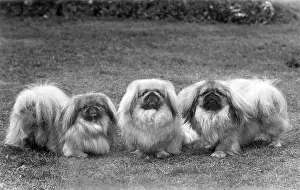 Thomas Fall: FALL/PEKINGESE/1949
