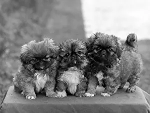 Thomas Fall: FALL/PEKINGESE/1949