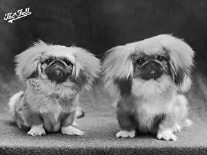 Ashton: FALL/PEKINGESE/1950