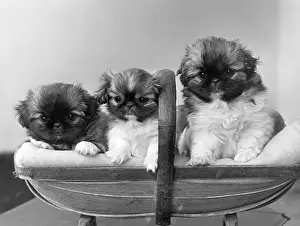 Thomas Fall: FALL/PEKINGESE/1952