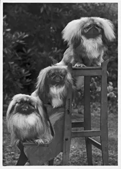 Thomas Fall: FALL/PEKINGESE/1953