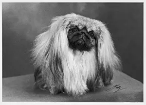 Thomas Fall: FALL/PEKINGESE/1954