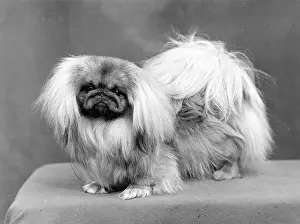 Poldark: FALL/PEKINGESE/1955