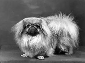 Pekingese: FALL/PEKINGESE/1955