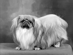 Thomas Fall: FALL/PEKINGESE/1955