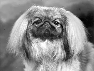 Thomas Fall: FALL/PEKINGESE/1955