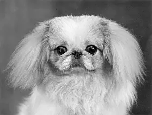 Thomas Fall: FALL/PEKINGESE/1955