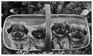 Thomas Fall: FALL/PEKINGESE/1955