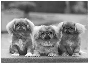 Thomas Fall: FALL/PEKINGESE/1957