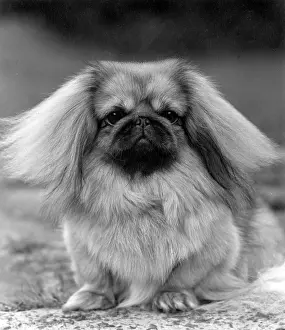 Thomas Fall: FALL/PEKINGESE/1957