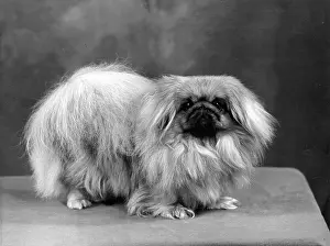 Thomas Fall: FALL/PEKINGESE/1957