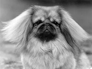 Thomas Fall: FALL/PEKINGESE/1957